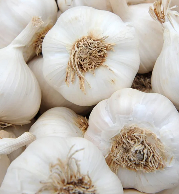Garlic